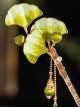 Chinese Style Classic Lolita Green Spring Summer Intangible Cultural Heritage Velvet Flower Ginkgo Leaf Hairpin